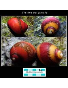 Vittina waigiensis