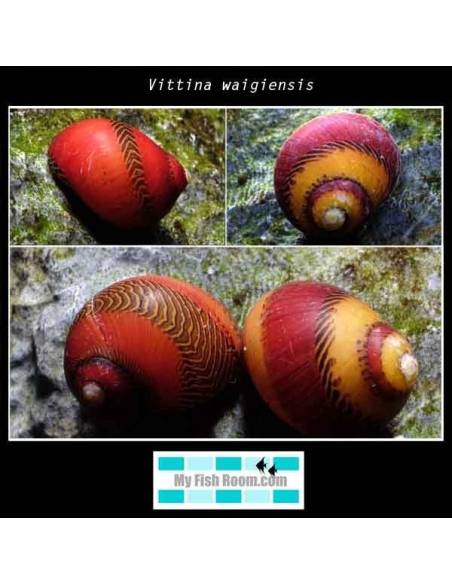 Vittina waigiensis