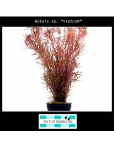 Rotala sp. "Vietnam"