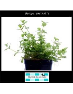 Bacopa australis