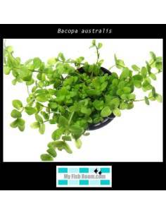Bacopa australis 2