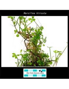 Marsilea hirsuta
