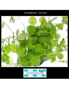 Cardamine lyrata 2