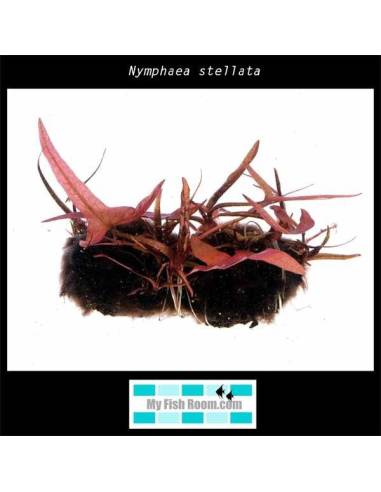 Nymphaea stellata