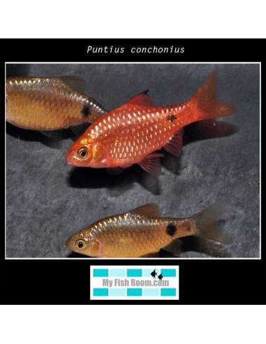 Puntius conchonius
