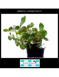 Ammania senegalensis