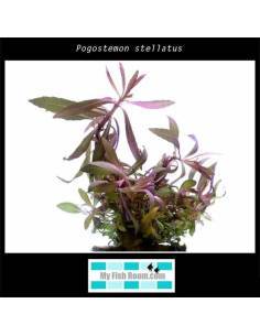Pogostemon stellatus