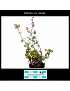 Rotala colorata