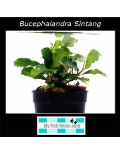 Bucephalandra Sintang