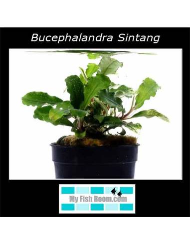 Bucephalandra Sintang