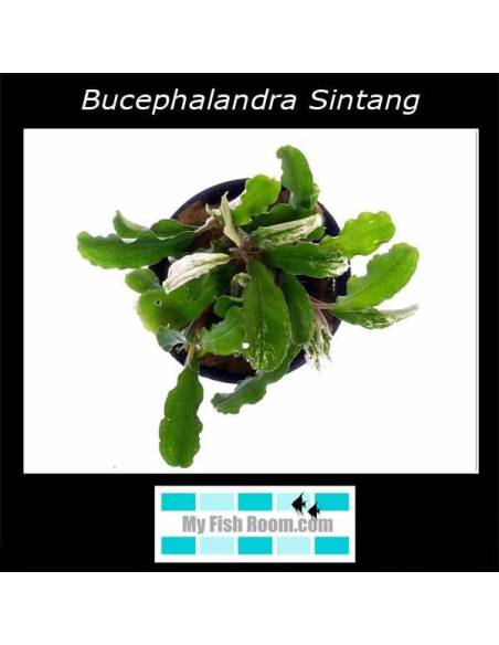 Bucephalandra Sintang