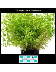 Micranthemum umbrosum