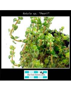 Rotala sp. "Pearl" 2