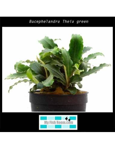 Bucephelandra Theia green