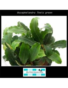 Bucephelandra Theia green 2