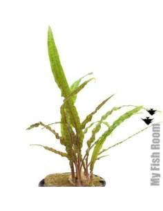 Cryptocoryne balansae brown