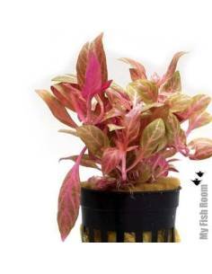 Alternanthera rosaefolia rosanervig