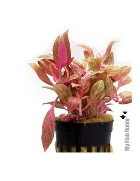 Alternanthera rosaefolia rosanervig