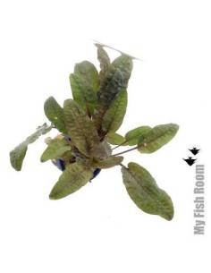 Cryptocoryne walkeri