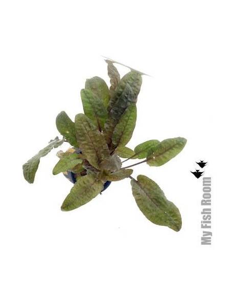 Cryptocoryne walkeri
