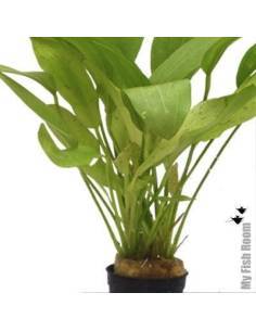 Echinodorus x "Gabrielii" /"Tricolor"