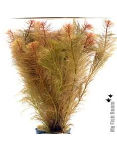 Myriophyllum matogrossense red submerse