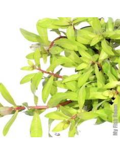 Nesaea pedicellata "Golden"