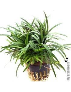 Ophiopogon japonicus "Kyoto Dwarf"