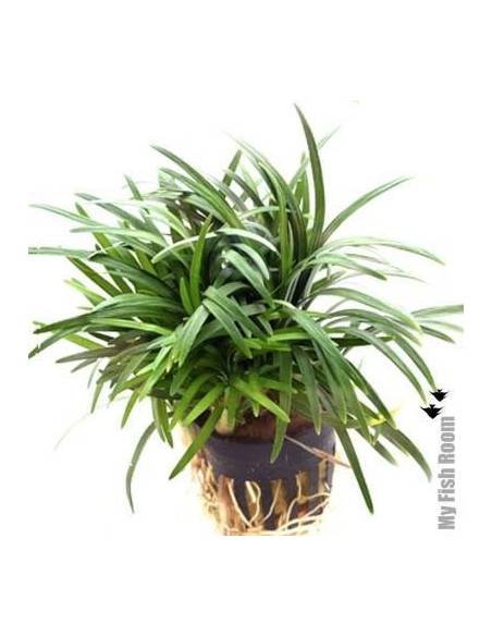 Ophiopogon japonicus "Kyoto Dwarf"