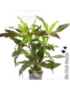 Hygrophila corymbosa var "rubra"