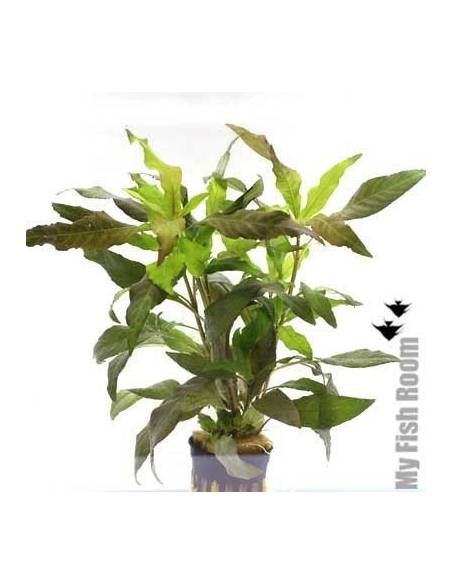 Hygrophila corymbosa var "rubra"