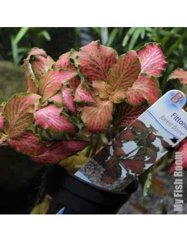 Fittonia "Forrest Flame"