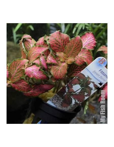 Fittonia "Forrest Flame"