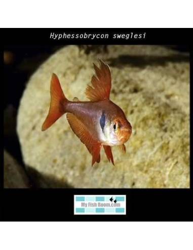 Hyphessobrycon sweglesi  (Fantasma rojo)