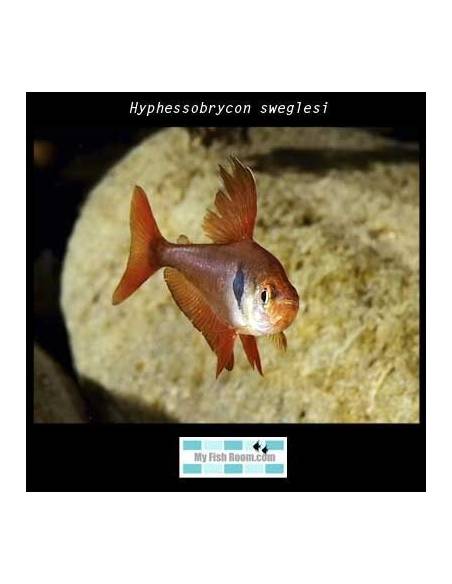 Hyphessobrycon sweglesi  (Fantasma rojo)