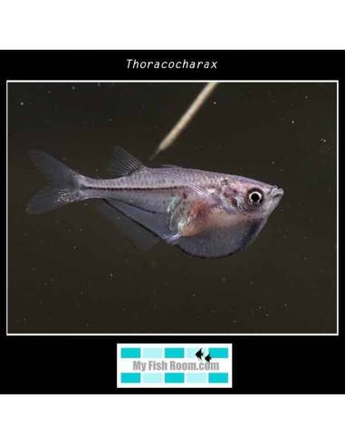 Thoracocharax securis (pez hacha)