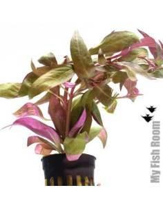 Alternanthera reineckii var lilacina