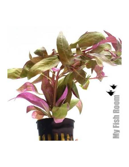 Alternanthera reineckii var lilacina