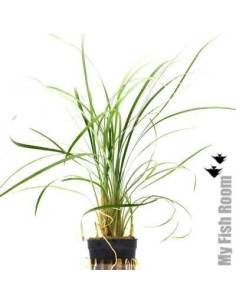 Ophiopogon japonicus