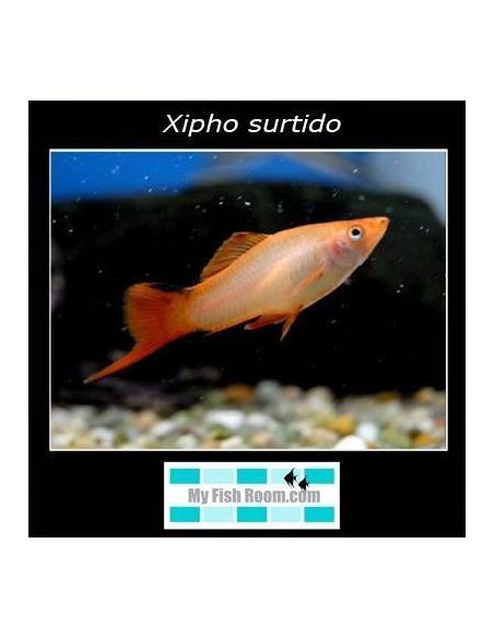 Xipho selección (surtido)