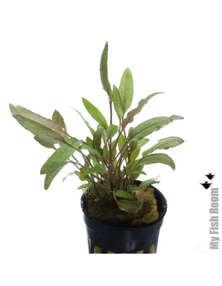 Cryptocoryne becketii