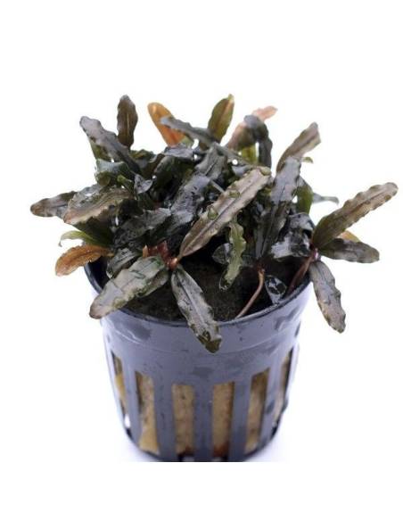 Bucephalandra caterina