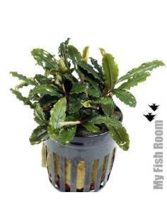 Bucephalandra lamandau