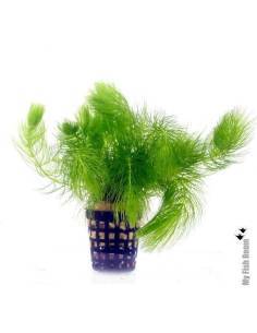 Ceratophyllum demersum