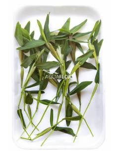 Hygroryza aristata -  flotante - Aquaflora