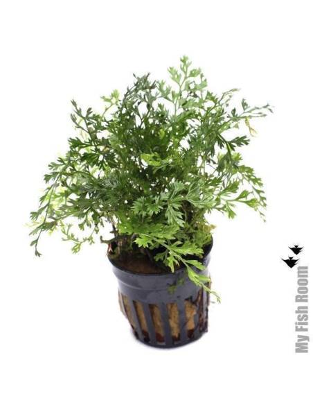 Bolbitis heteroclita difformis