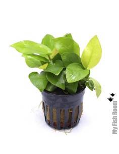Anubias nana golden