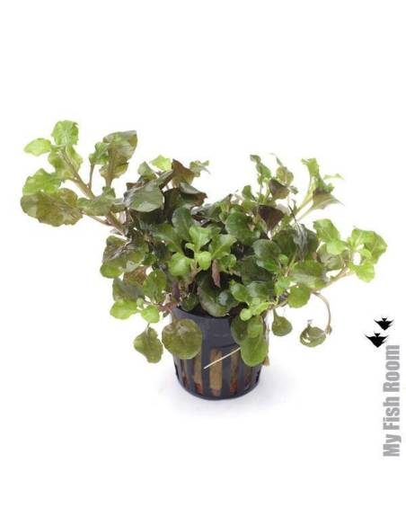 Lobelia "mini wrinkled leaf"