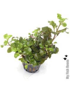 Lobelia "mini wrinkled leaf" 2