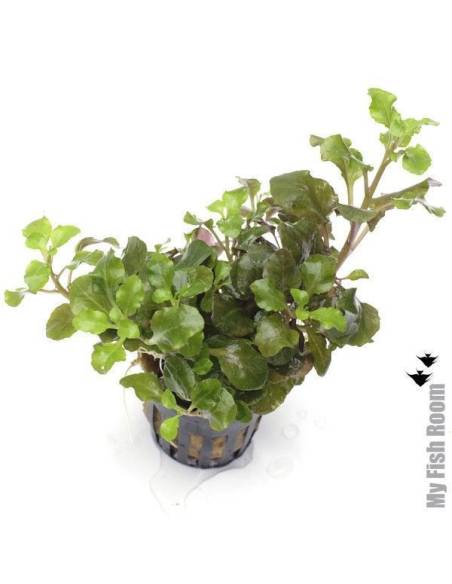 Lobelia "mini wrinkled leaf"